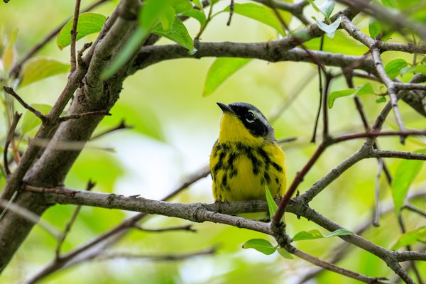Magnolia Warbler