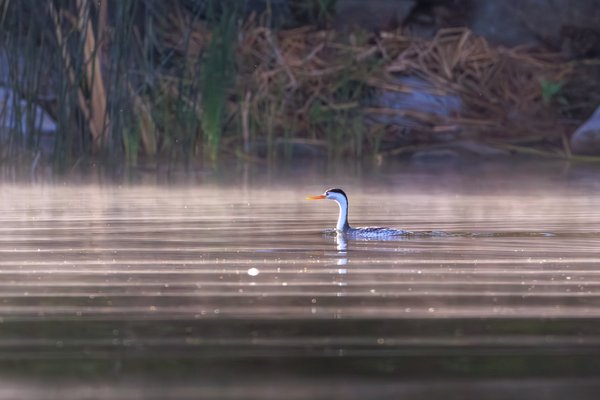 Clark's Grebe