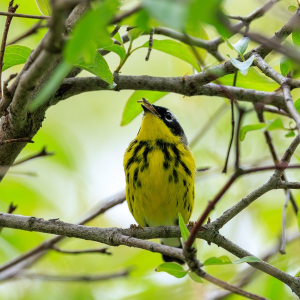 Magnolia Warbler