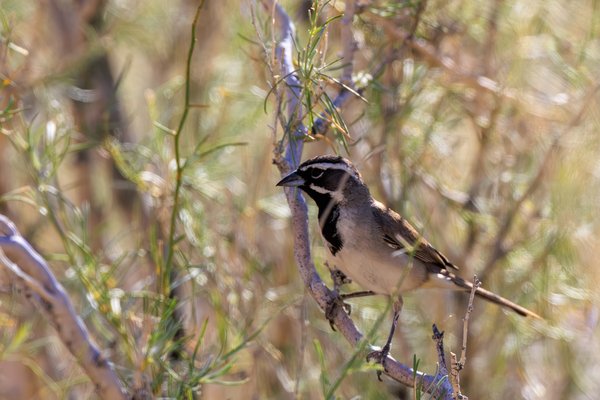 Black-throated Sparrow