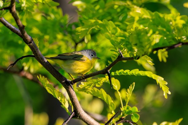 Nashville Warbler