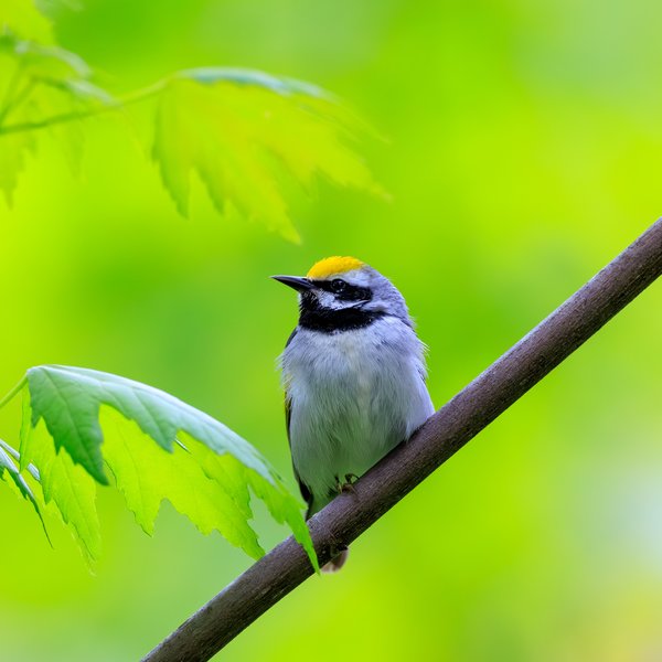 Golden-winged Warbler