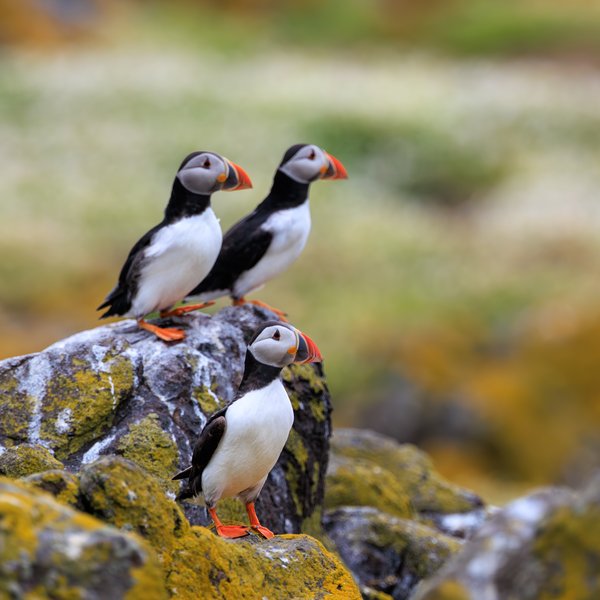 Atlantic Puffin