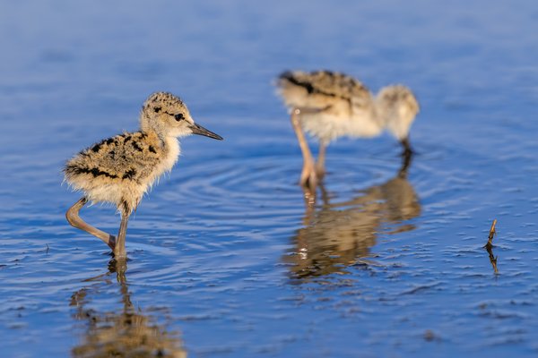Black-necked Stilt