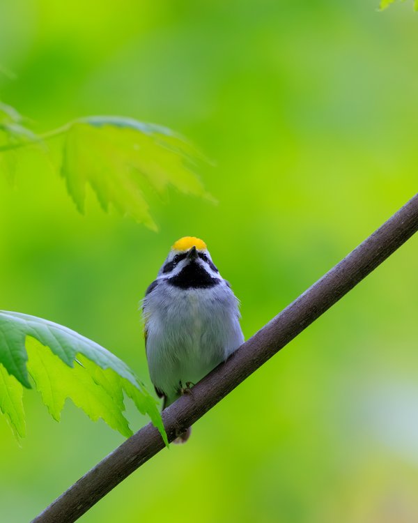 Golden-winged Warbler