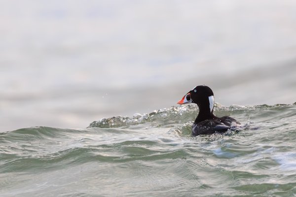 Surf Scoter