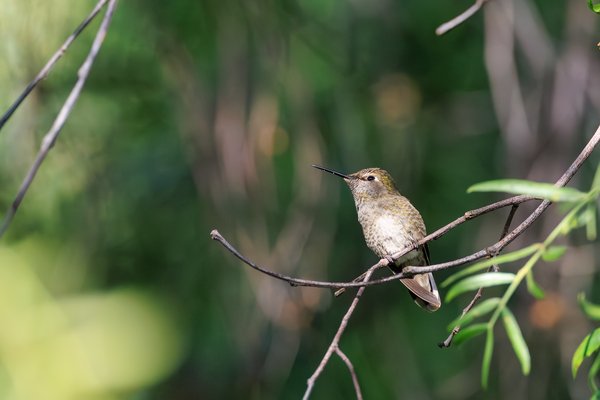 Anna's Hummingbird