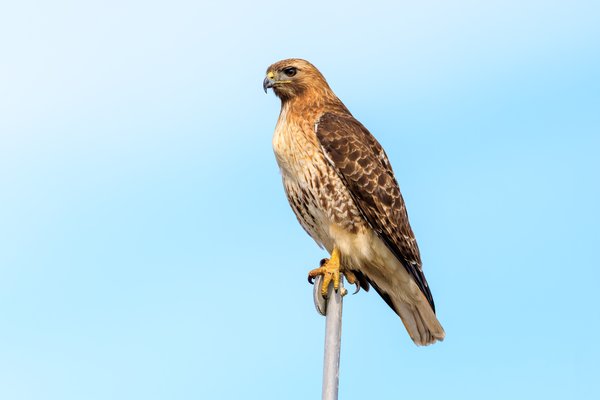 Red-tailed Hawk