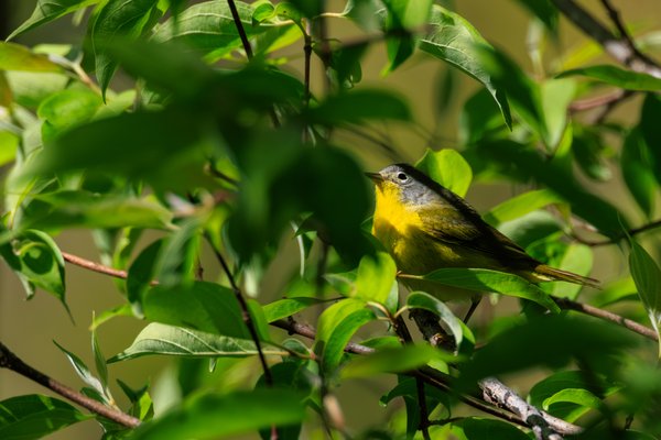 Nashville Warbler