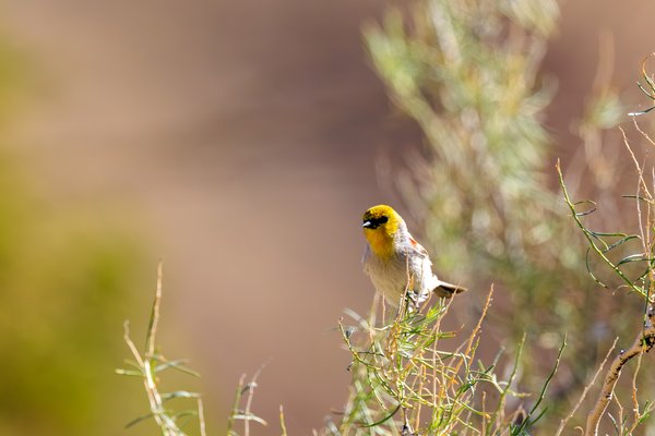 Verdin