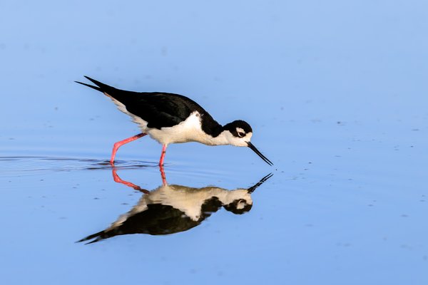 Black-necked Stilt