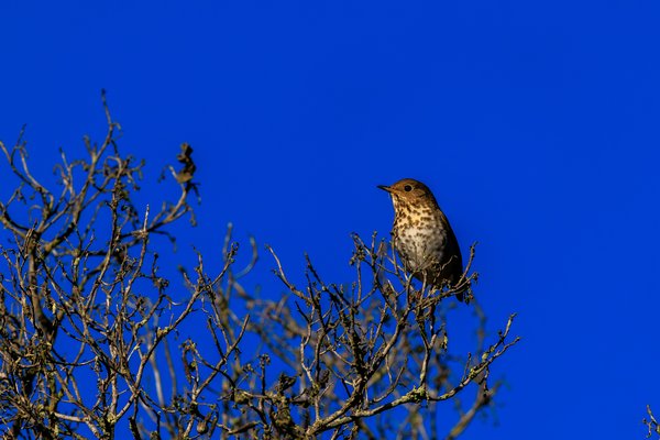 Hermit Thrush