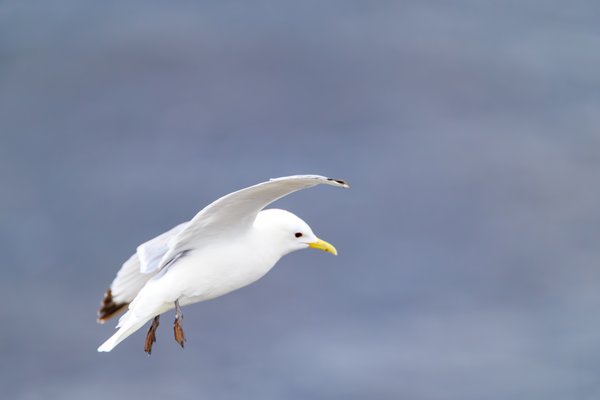 Black-legged Kittiwake
