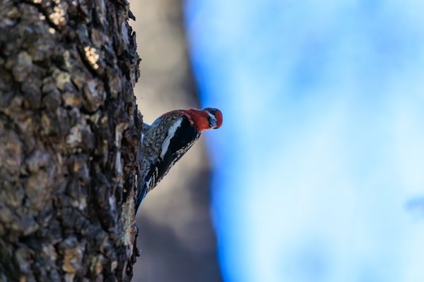 Red-breasted Sapsucker