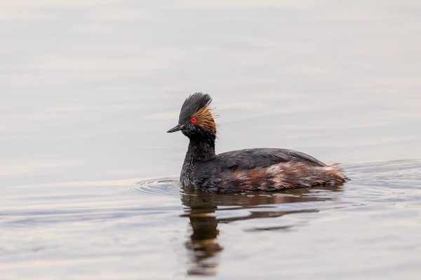 Eared Grebe