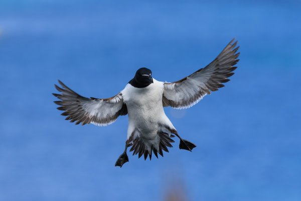 Razorbill