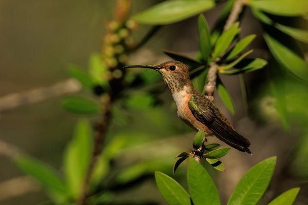 Allen's Hummingbird