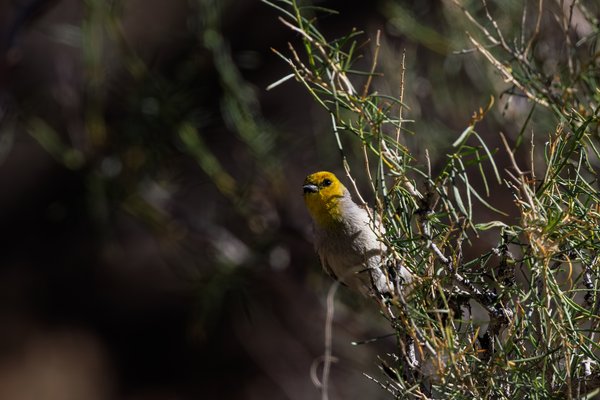 Verdin