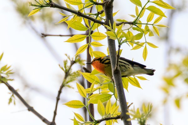 Blackburnian Warbler