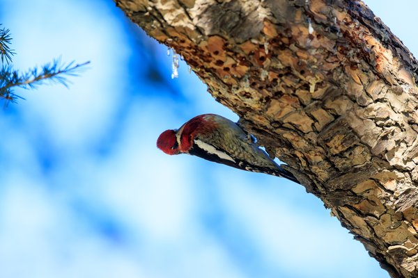Red-breasted Sapsucker
