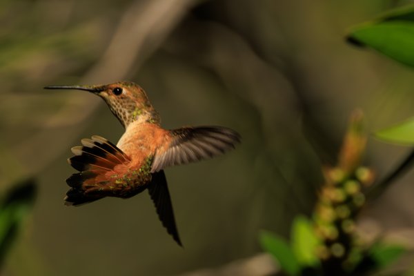 Allen's Hummingbird
