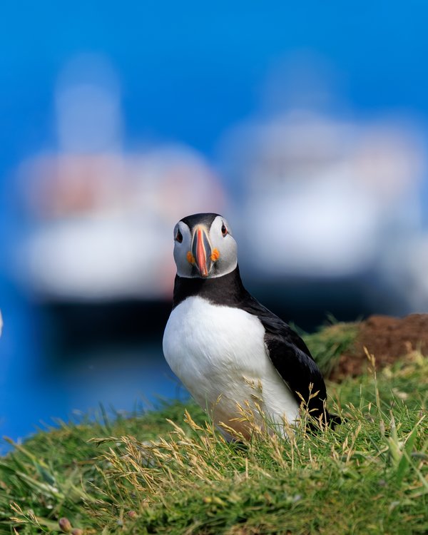 Atlantic Puffin