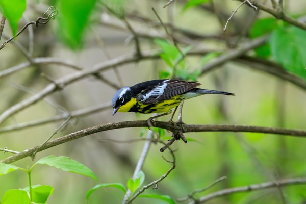 Magnolia Warbler