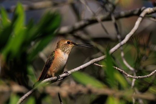 Allen's Hummingbird