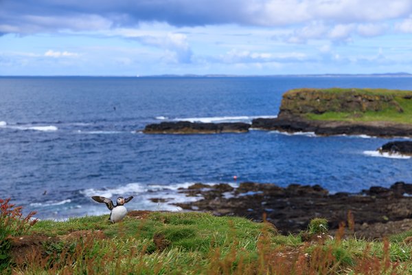 Atlantic Puffin