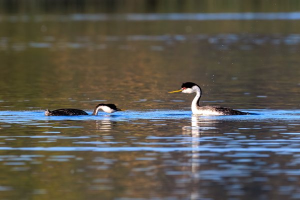 Western Grebe