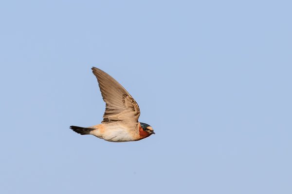 Cliff Swallow