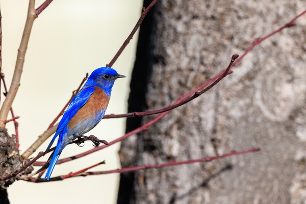 Western Bluebird