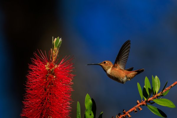 Allen's Hummingbird