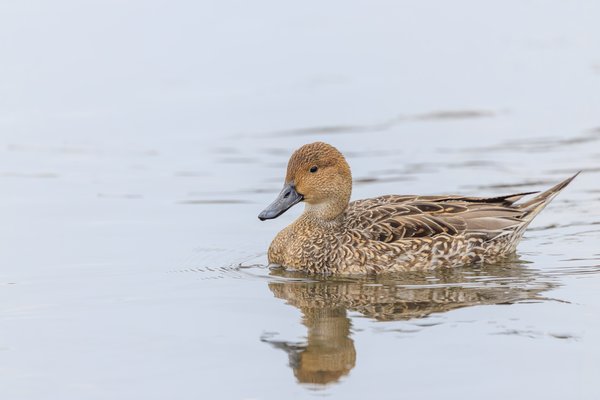 Northern Pintail