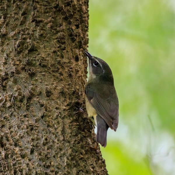 Black-throated Blue Warbler