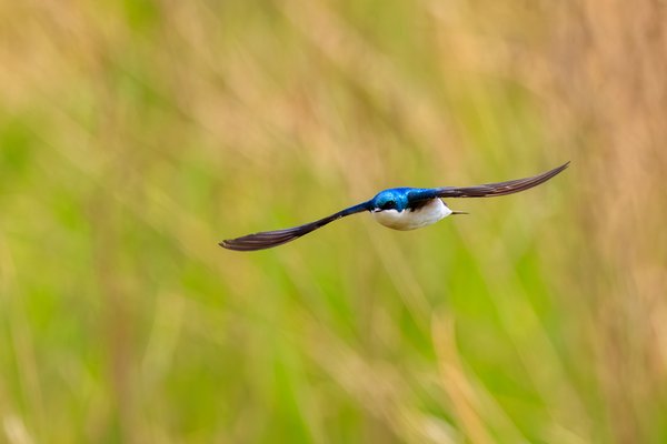 Tree Swallow