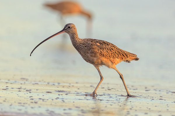 Long-billed Curlew