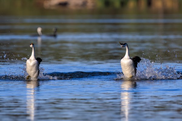 Western Grebe