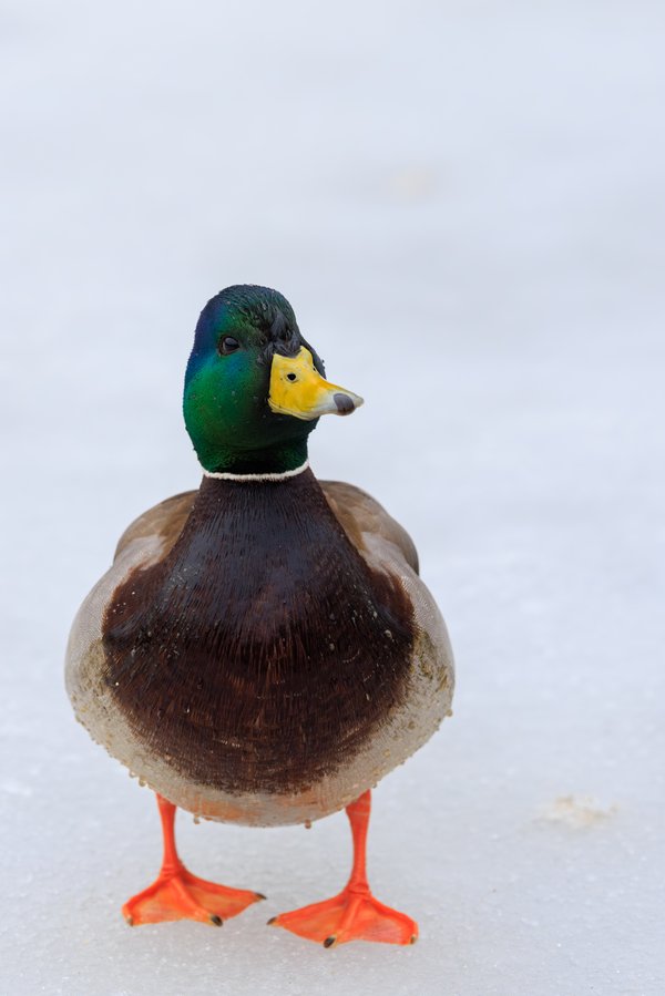 Mallard