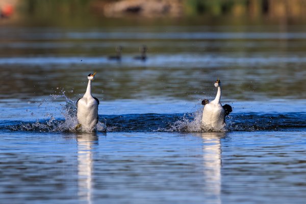 Western Grebe