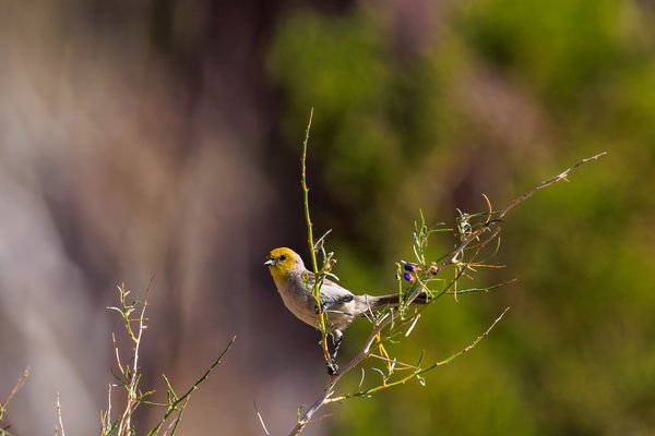 Verdin