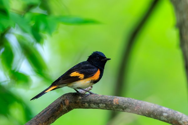 American Redstart