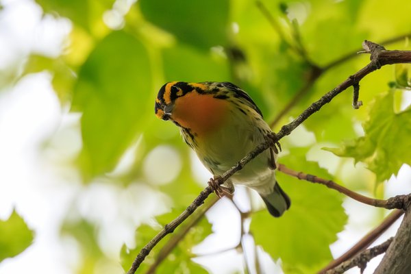 Blackburnian Warbler