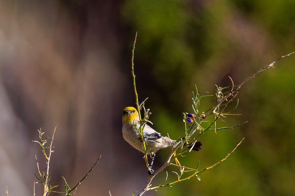 Verdin