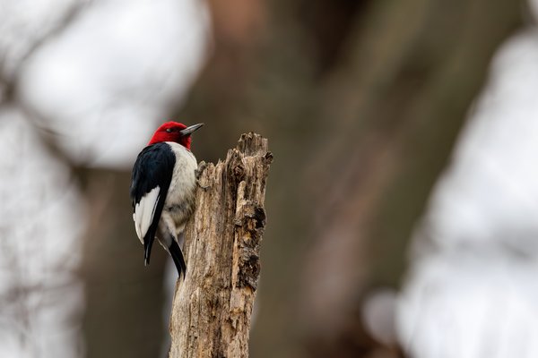 Red-headed Woodpecker