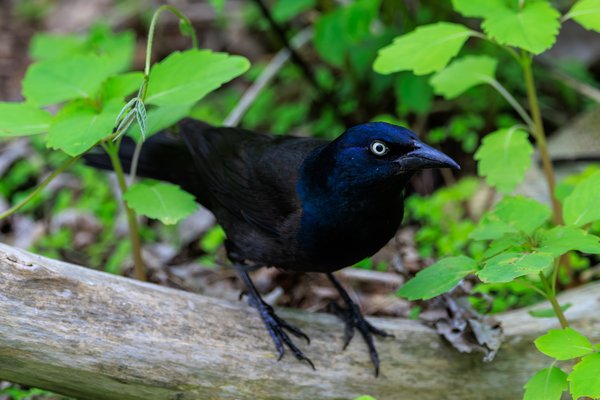 Common Grackle
