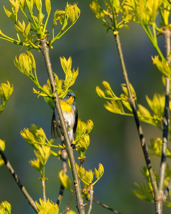 Northern Parula