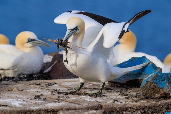 Northern Gannet