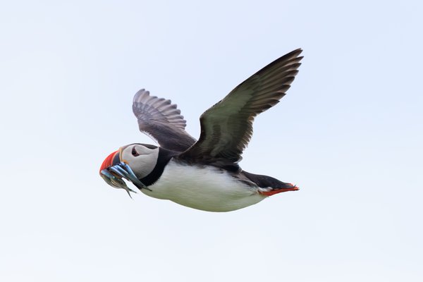 Atlantic Puffin