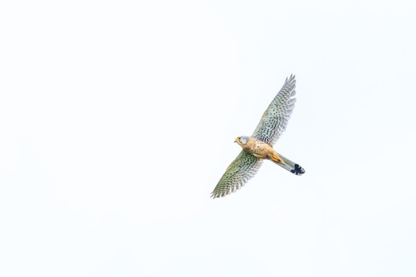 Eurasian Kestrel